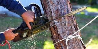 Reliable Marble Falls, TX Tree Services Solutions