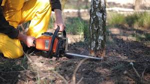 Best Arborist Consultation Services  in Marble Falls, TX