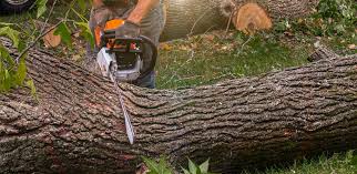 Best Tree and Shrub Care  in Marble Falls, TX