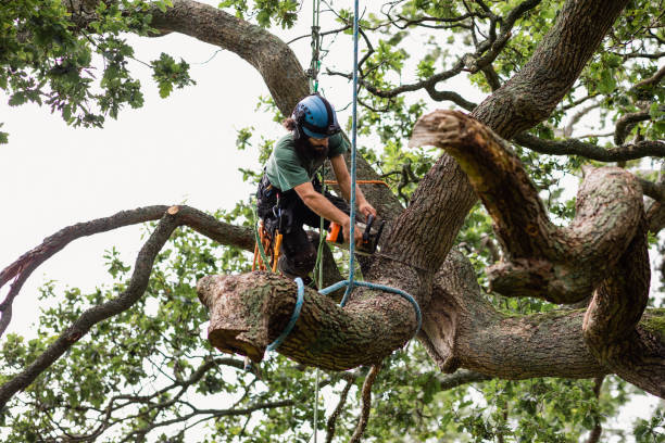 Best Tree Cabling and Bracing  in Marble Falls, TX