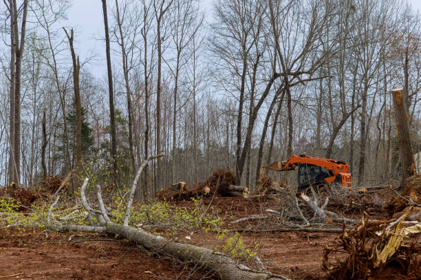 Best Tree Maintenance Programs  in Marble Falls, TX