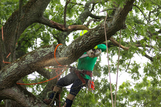 Best Palm Tree Trimming  in Marble Falls, TX