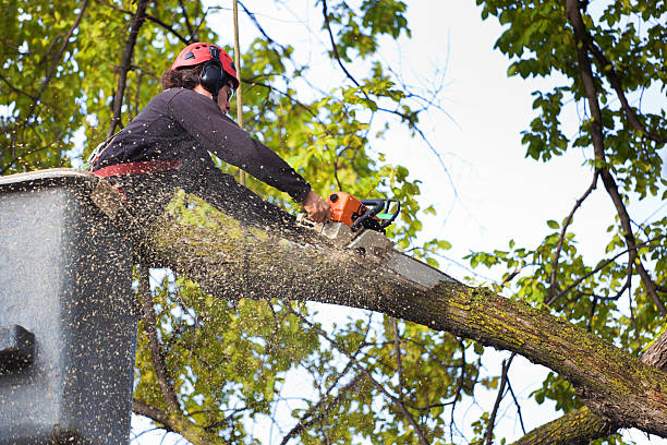 Best Seasonal Cleanup  in Marble Falls, TX