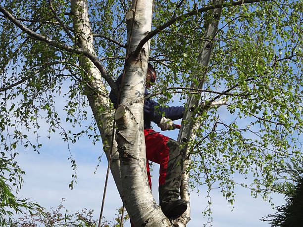 Best Firewood Processing and Delivery  in Marble Falls, TX