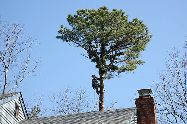 Best Commercial Tree Services  in Marble Falls, TX