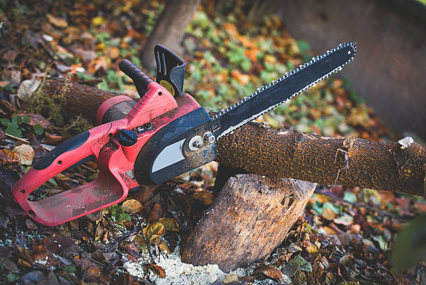 How Our Tree Care Process Works  in  Marble Falls, TX