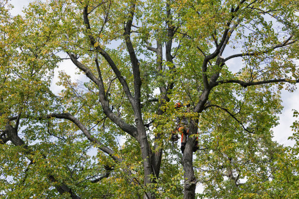 Best Hazardous Tree Removal  in Marble Falls, TX